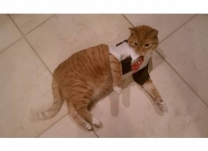 Wilbur doesn’t mind getting dressed up once in a while.