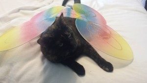 Raven was not amused by her butterfly costume