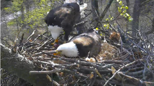 Eagle Cam 2016