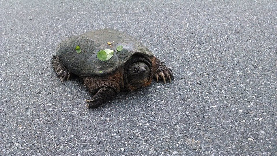 Nature: Cranky Turtle