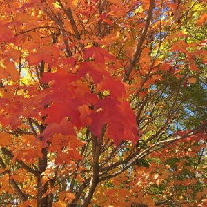 Fall Leaves Activity