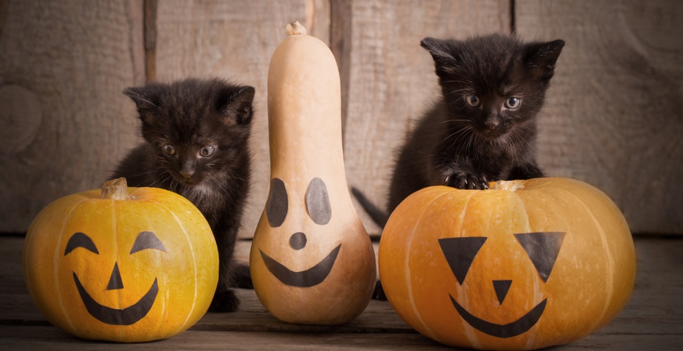 6 Surprising Stories Behind Halloween Myths and Traditions - Cricket ...